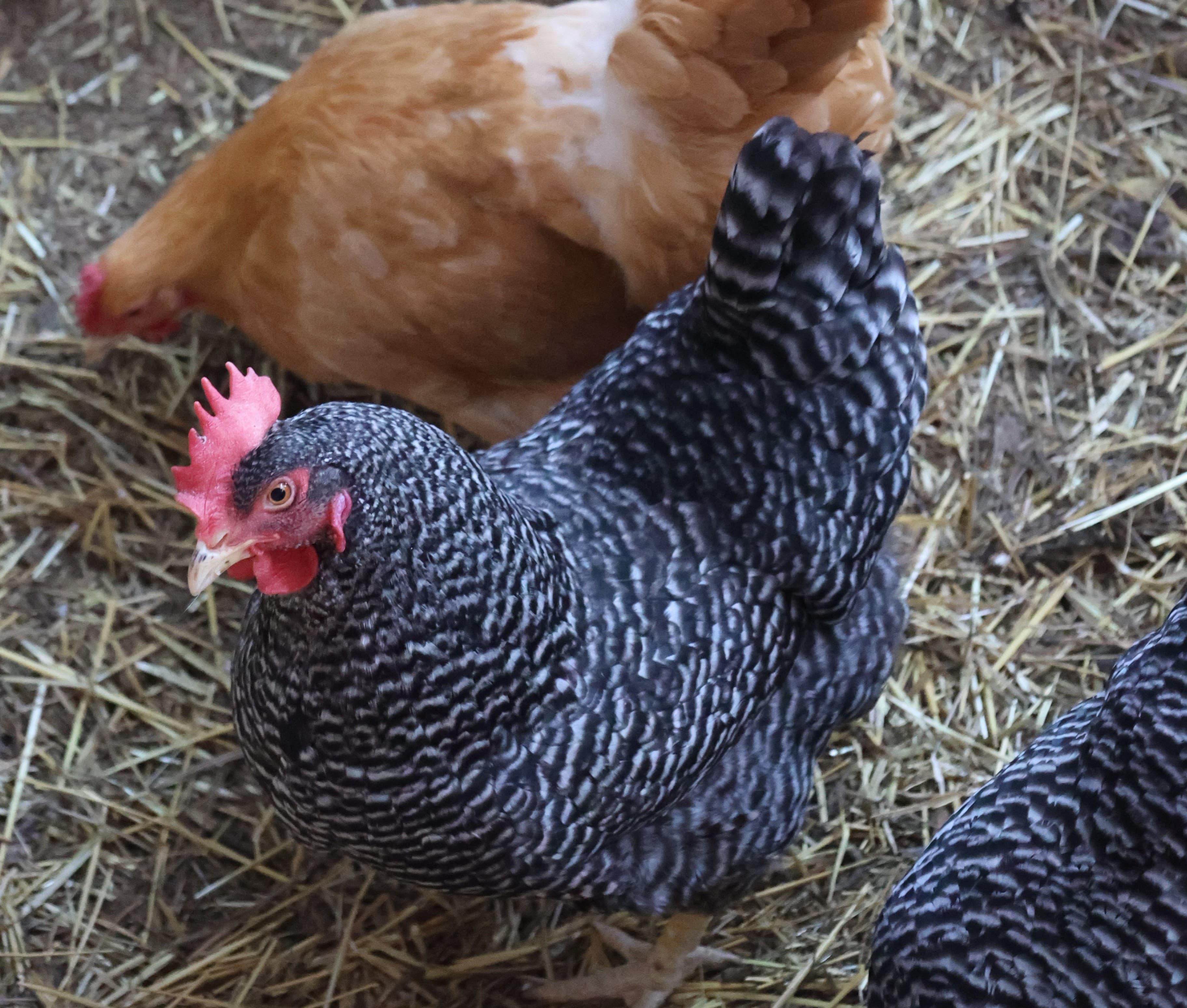 Chickens